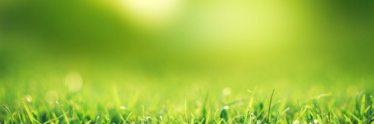 spring-nature-concept-closeup-green-grass-field-with-blurred-park-sunlight